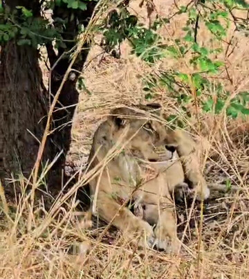 I Viaggi Di Dada Polly