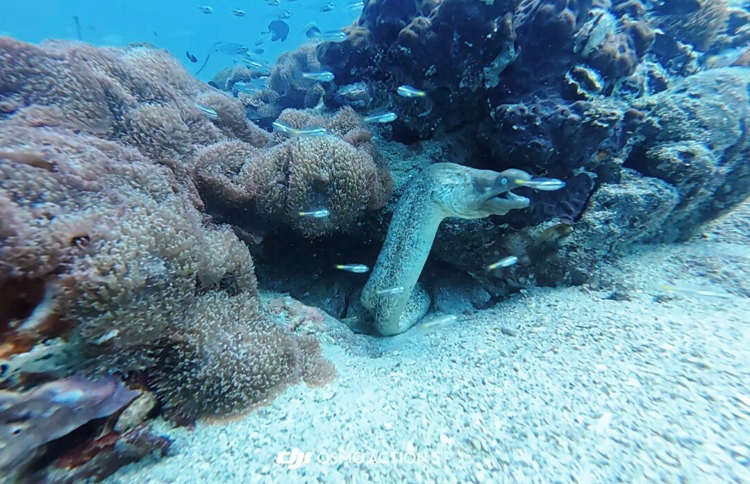 Scuba Nation Diving Centre-高龙撒冷岛必去景点