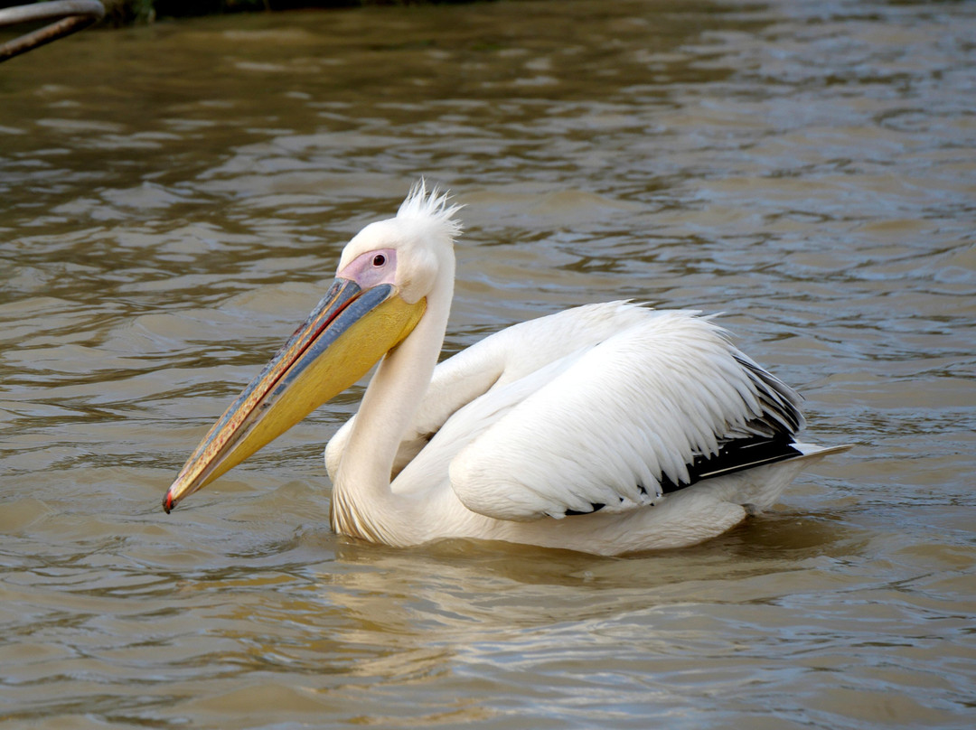 朱吉鸟类保护区-圣路易必去景点
