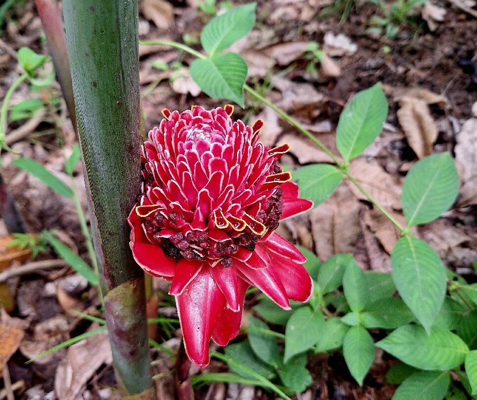 Shanay Timpishka-Pucallpa必去景点