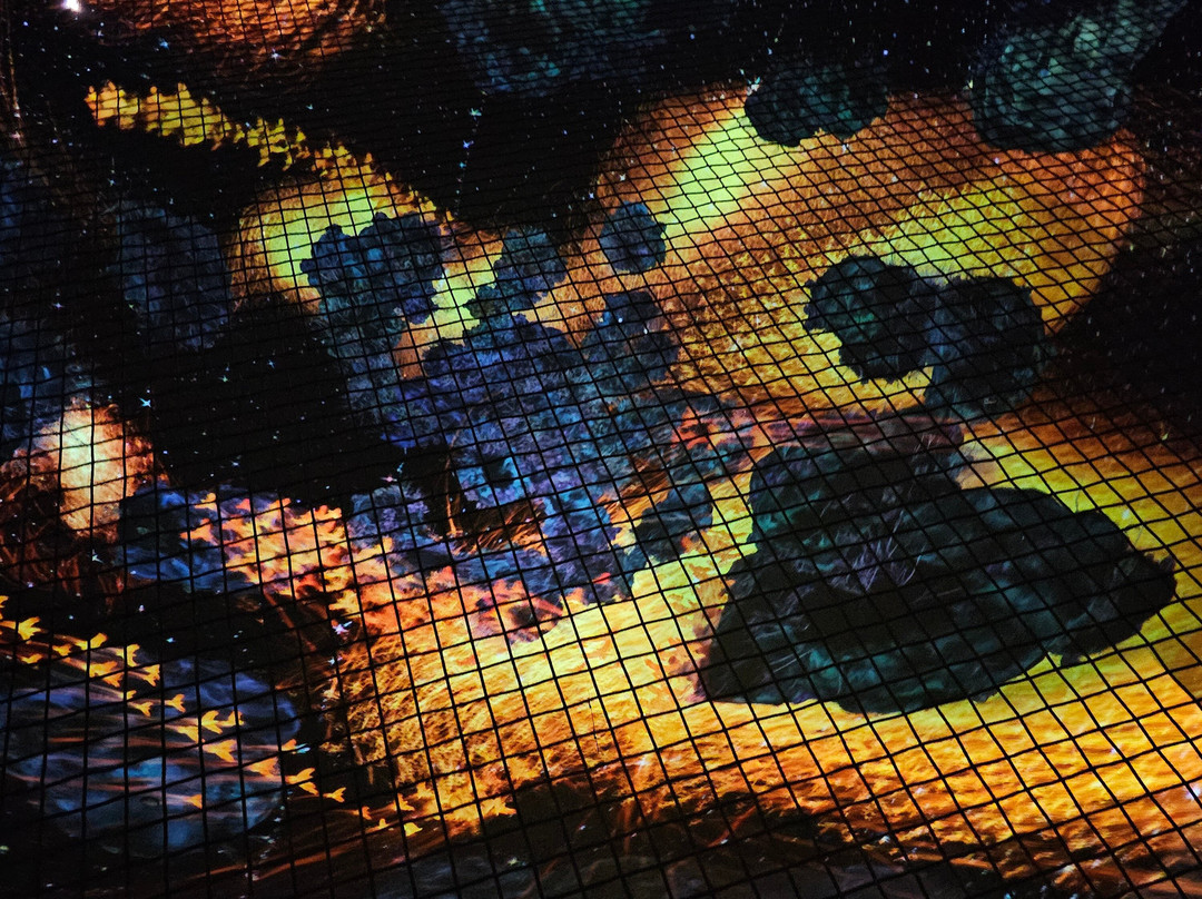 teamLab Phenomena Abu Dhabi-阿布扎比必去景点