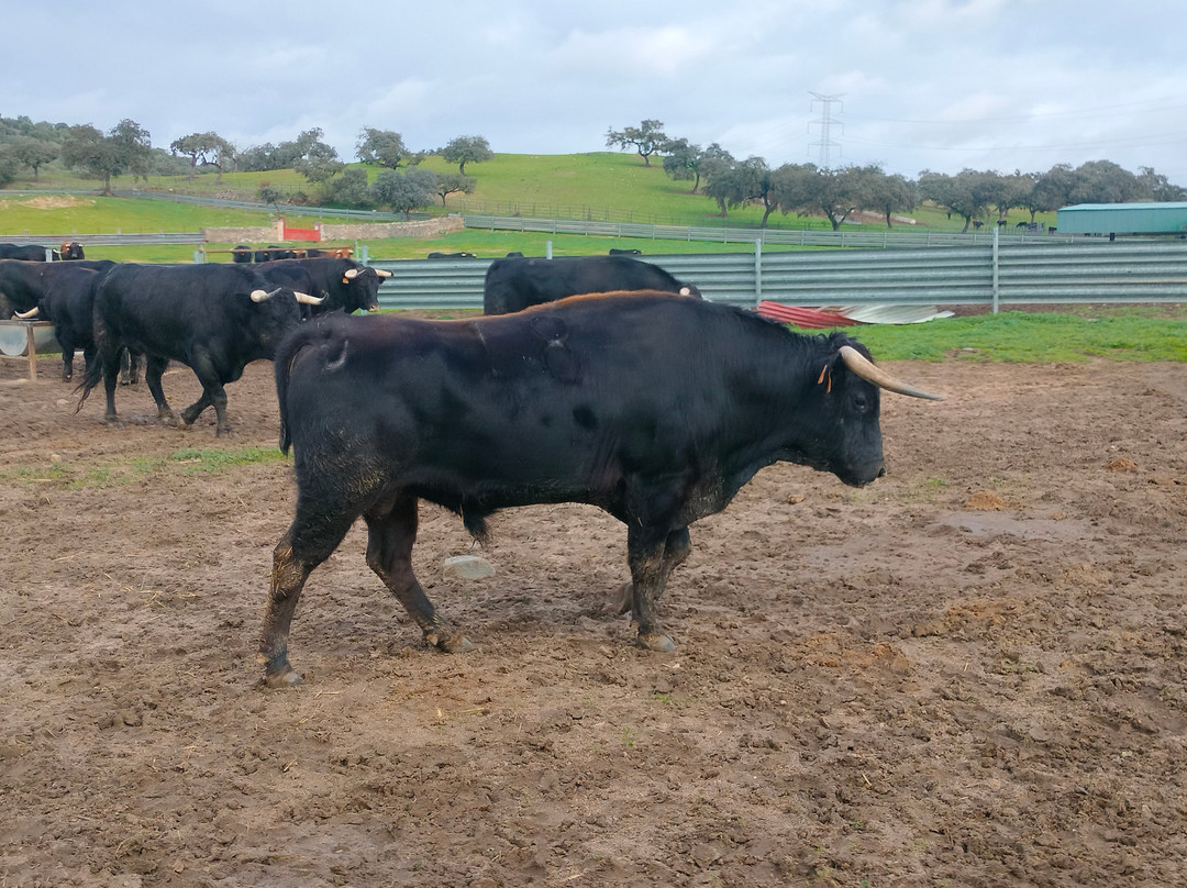 Ganadería Virgen María-吉列纳必去景点