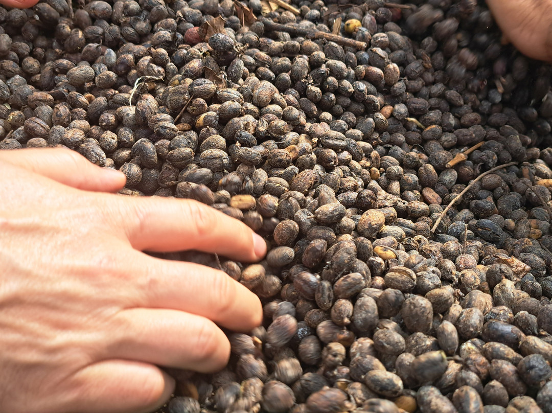 Peregrinus Expeditions-图里亚尔瓦必去景点