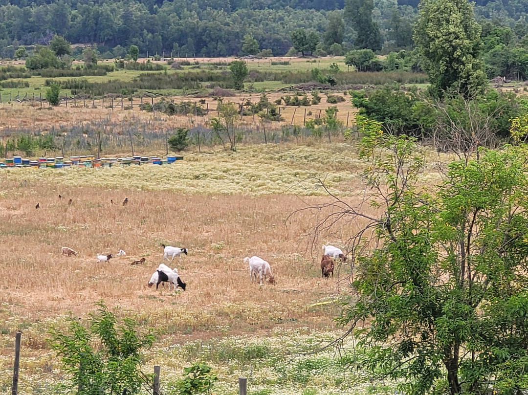 Rio Achibueno-Linares必去景点