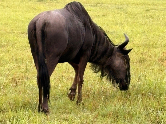 Loisico Tours and Excursions-Bloubergstrand必去景点