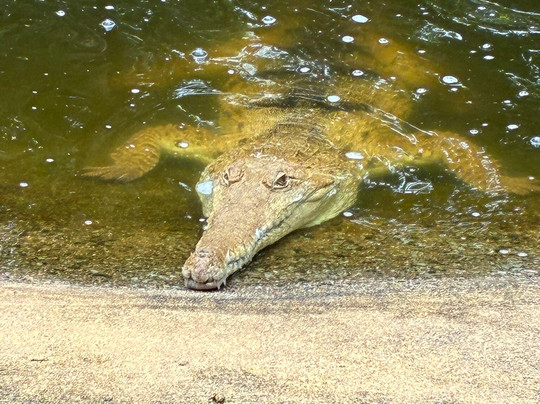 Selina Magnetic Island & The Koala Park-Horseshoe Bay必去景点