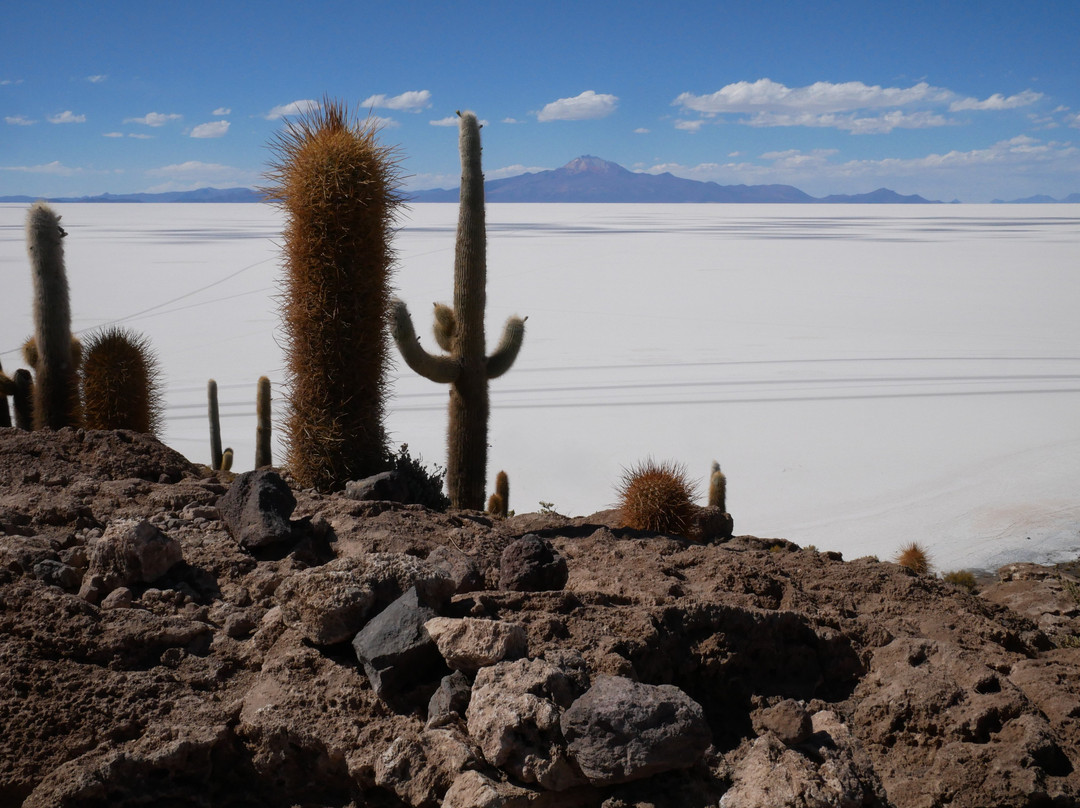 Isla Incahuasi-乌尤尼必去景点