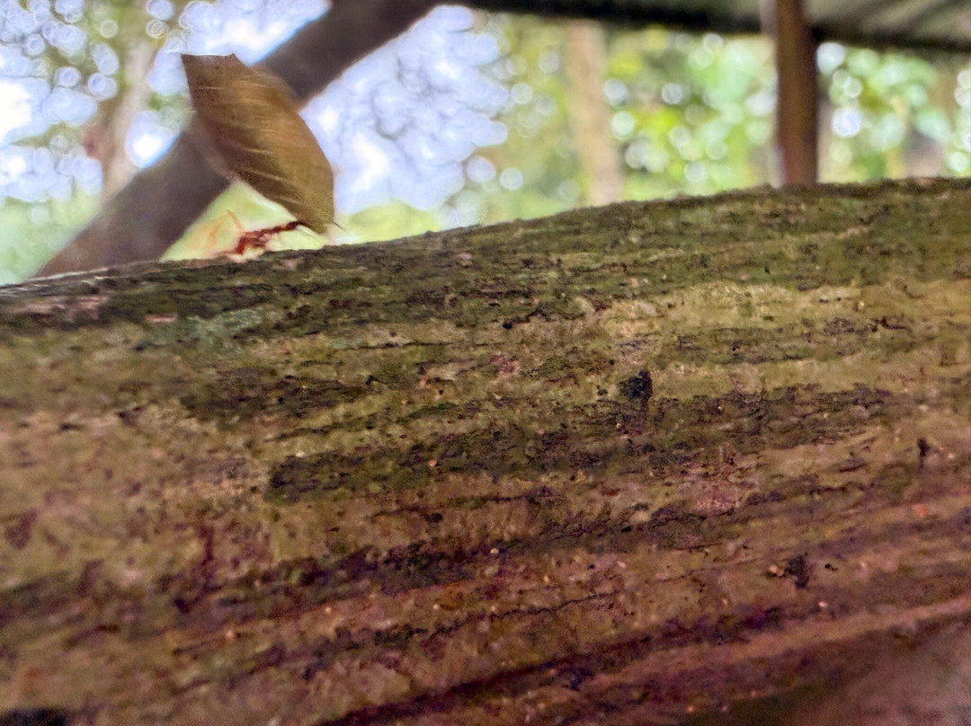 Hormigas Town-Chilamate必去景点