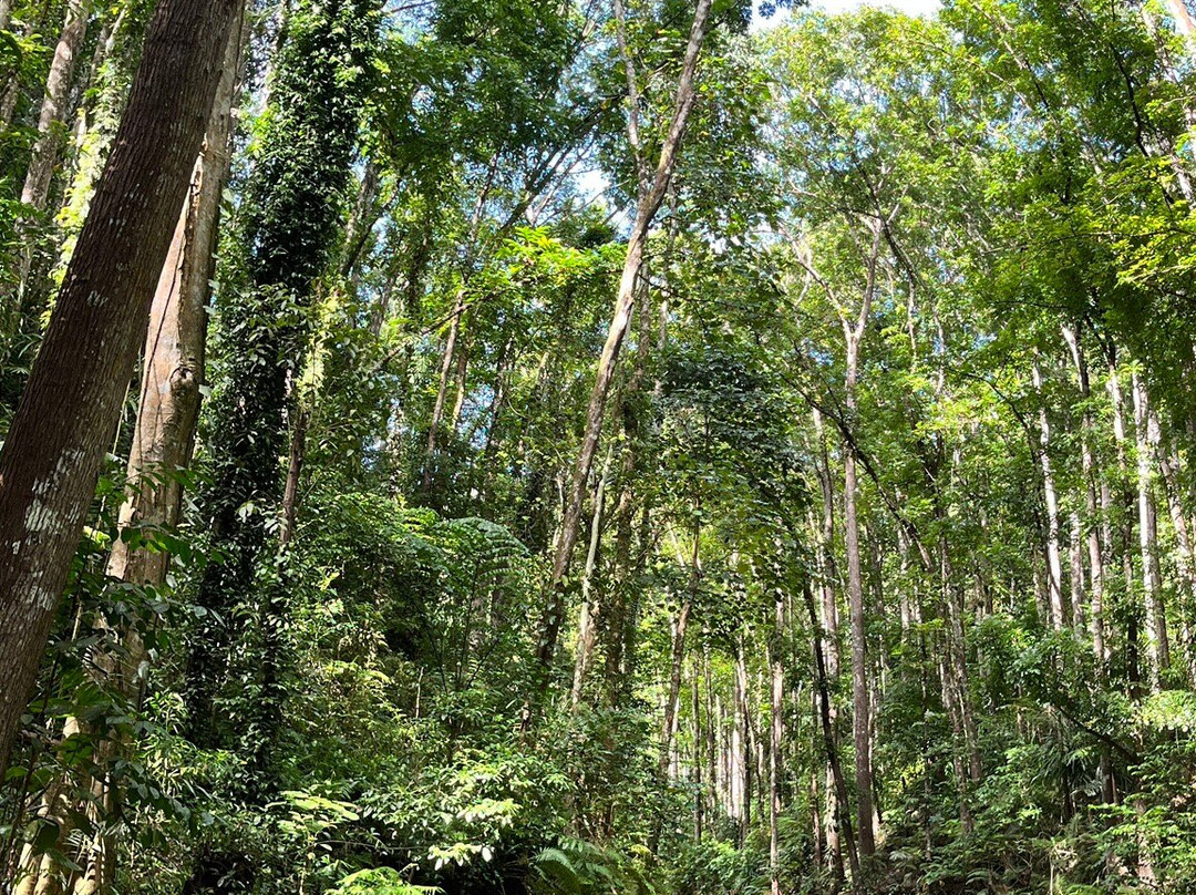 Bilar Man-Made Mahogany forest-Bilar必去景点