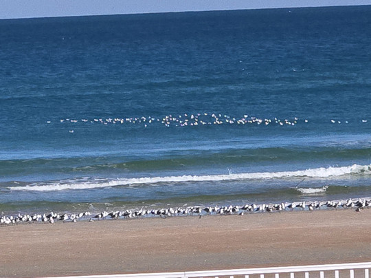 Tropical Manor主图