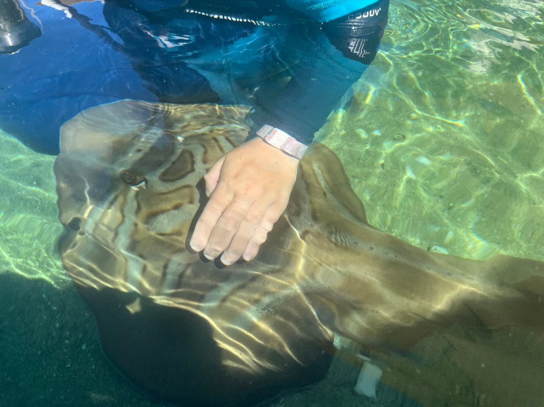Irukandji Shark & Ray Encounters-史蒂芬斯港必去景点