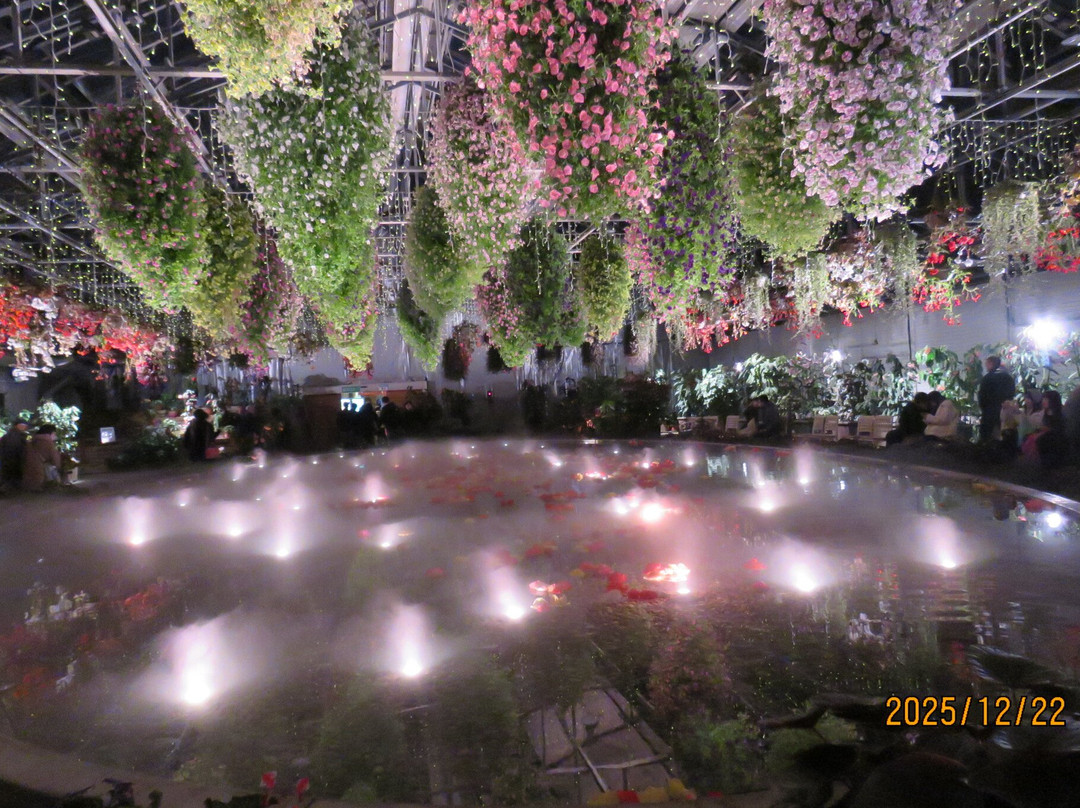 Begonia Garden