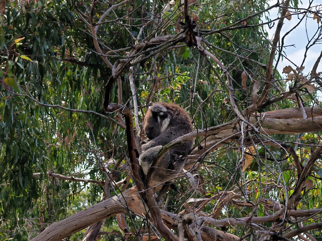 菲利普岛自然公园－考拉保护中心-莱尔必去景点
