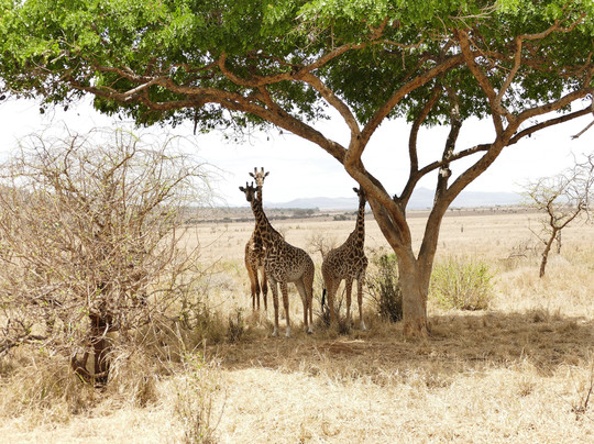 Mkomazi National Park-Gonja必去景点