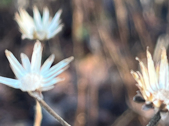 Pensthorpe-Fakenham必去景点