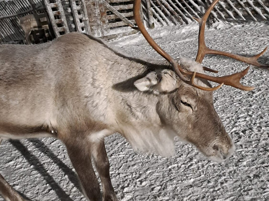Jaakkola Reindeer Farm-Luosto必去景点