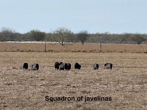 King Ranch Visitor Center-Kingsville必去景点