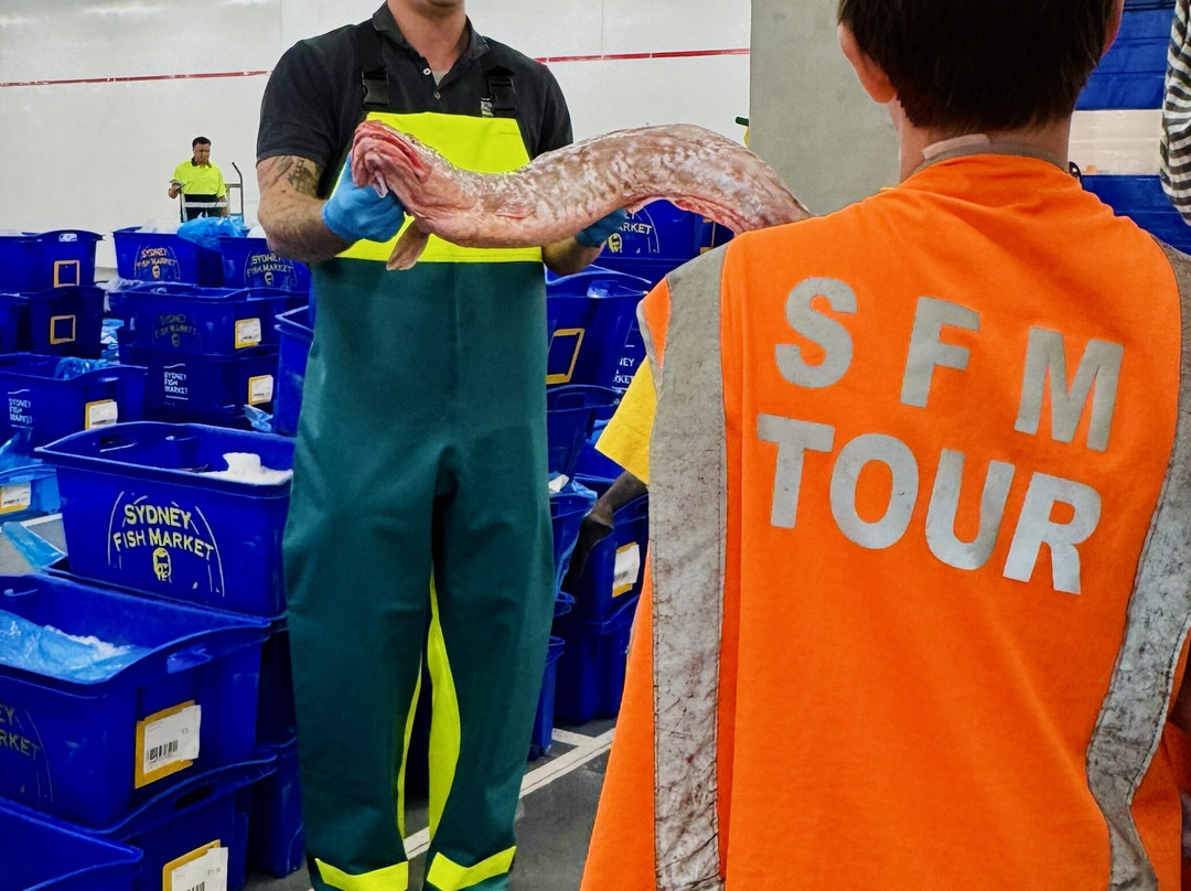 Behind the Scenes at Sydney Fish Market-悉尼必去景点