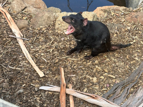 波诺朗野生动物园-Brighton必去景点