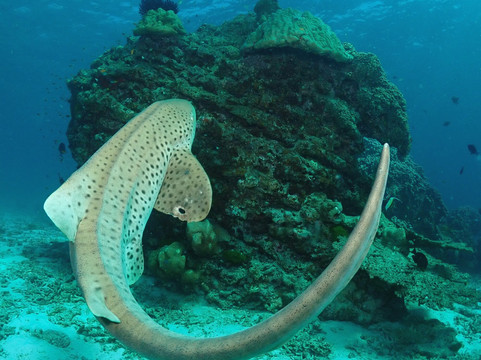 夏基潜水中心-卡伦必去景点