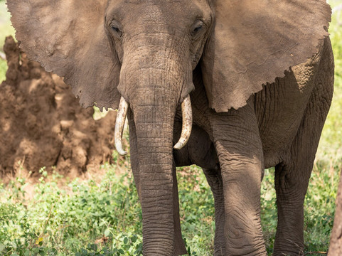 Priva Safaris and Adventures-姆万扎必去景点