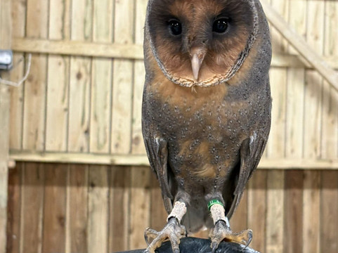 Screech Owl Sanctuary & Animal Park-St Columb Major必去景点