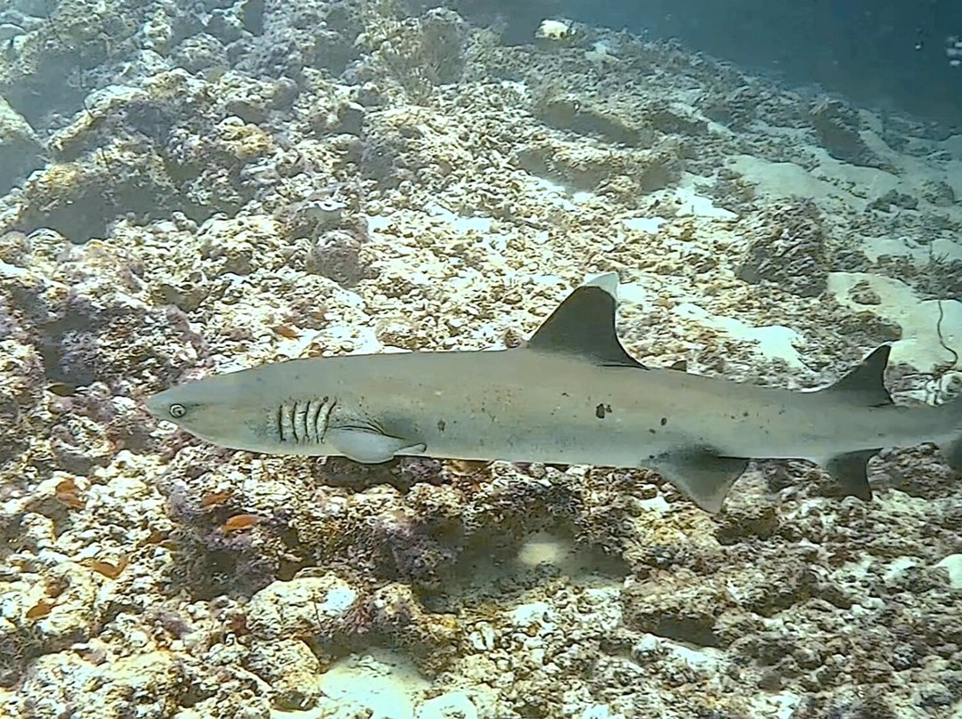 Himmafushi Scuba Adventure-Himmafushi Island必去景点