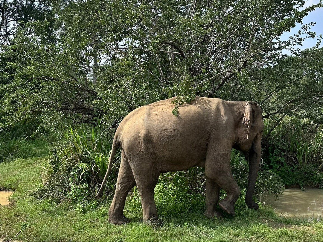 Wije Jeep Safari-哈巴拉娜必去景点