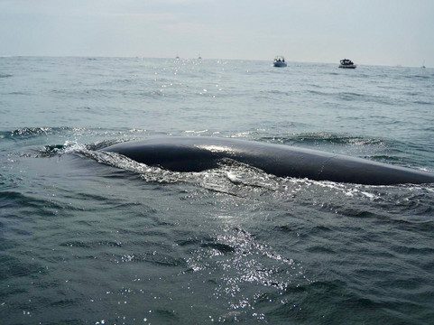 Whale Watching With Wimal-美蕊沙必去景点