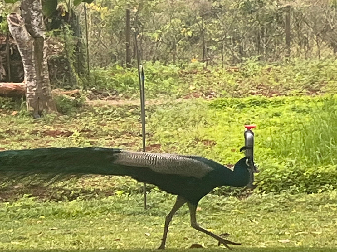 Travel with Oshi-康提必去景点