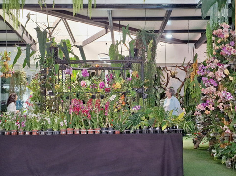 Ecuagenera - Orchids from Ecuador-昆卡必去景点