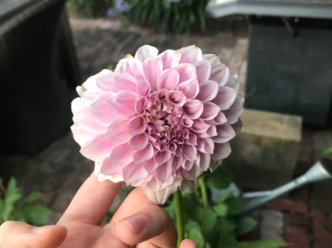 Frogmore Gardens-Blackwood必去景点