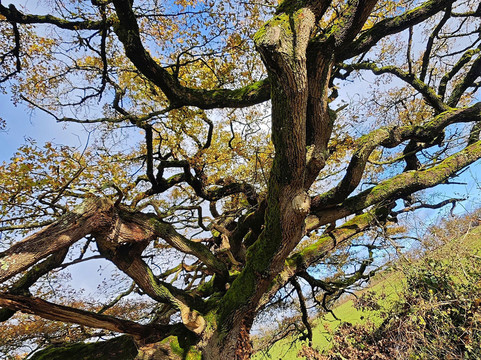 Chêne parapluie-Lathus-Saint-Remy必去景点