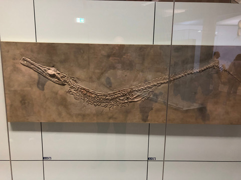 Naturkunde Museum Stuttgart-斯图加特必去景点