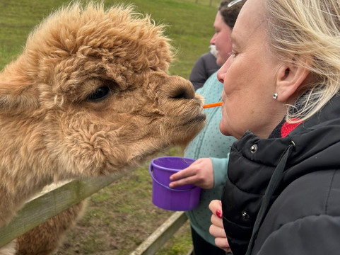 Alpaca Alpaca At Leven Valley-Yarm必去景点
