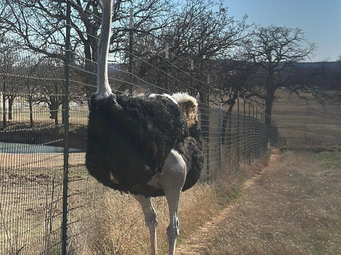 Blue Ostrich Winery & Vineyard-Saint Jo必去景点