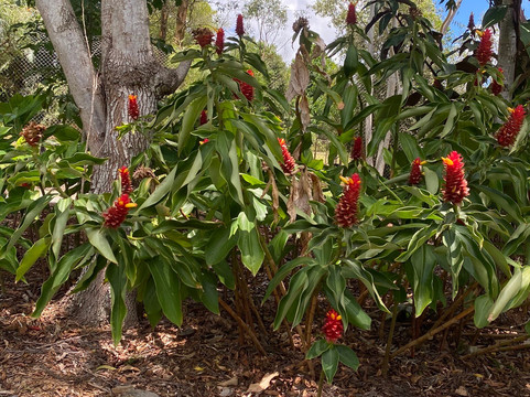 The Big Pineapple-Nambour必去景点