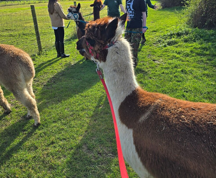 All Things Alpaca Ltd-切姆斯福德必去景点