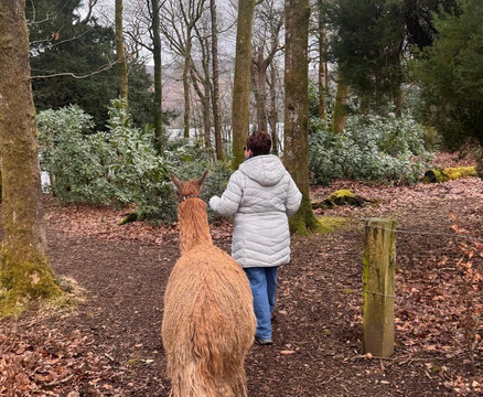 Alpacaly Ever After-Portinscale必去景点