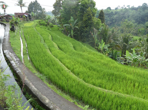 Jatiluwih Bali-Jatiluwih必去景点