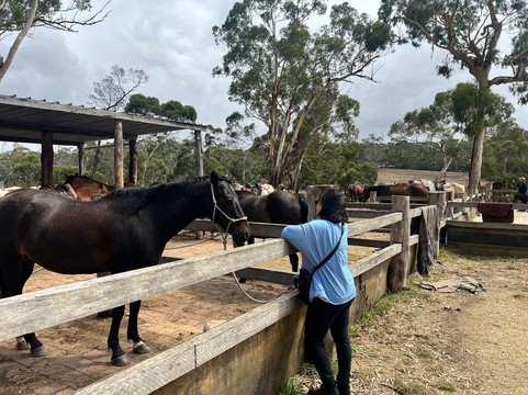 Spring Creek Horse Rides-贝尔布拉必去景点