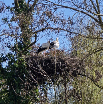 Parc À Cigognes-Cernay必去景点