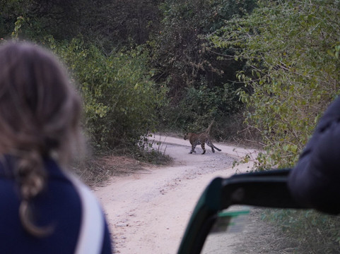 Jhalana Leopard Safari Park-斋蒲尔必去景点