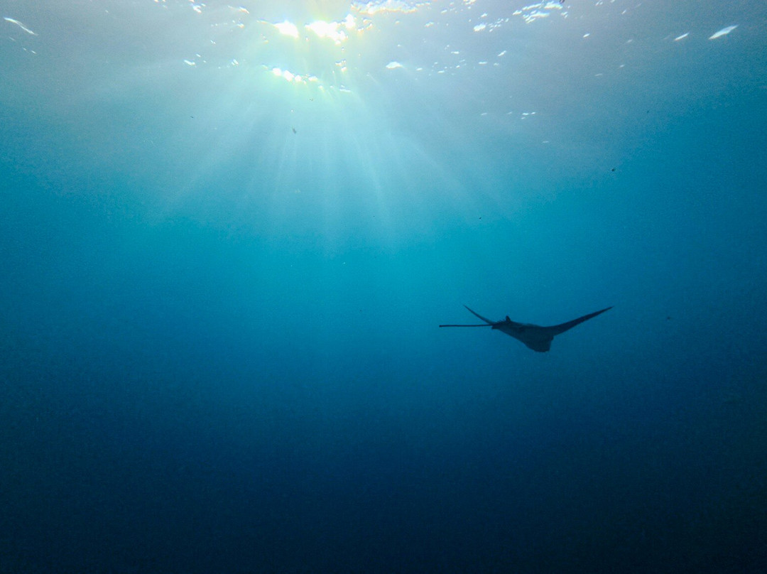 Dive and Sea Tahiti - Base nautique de Puna'auia-普纳奥亚必去景点