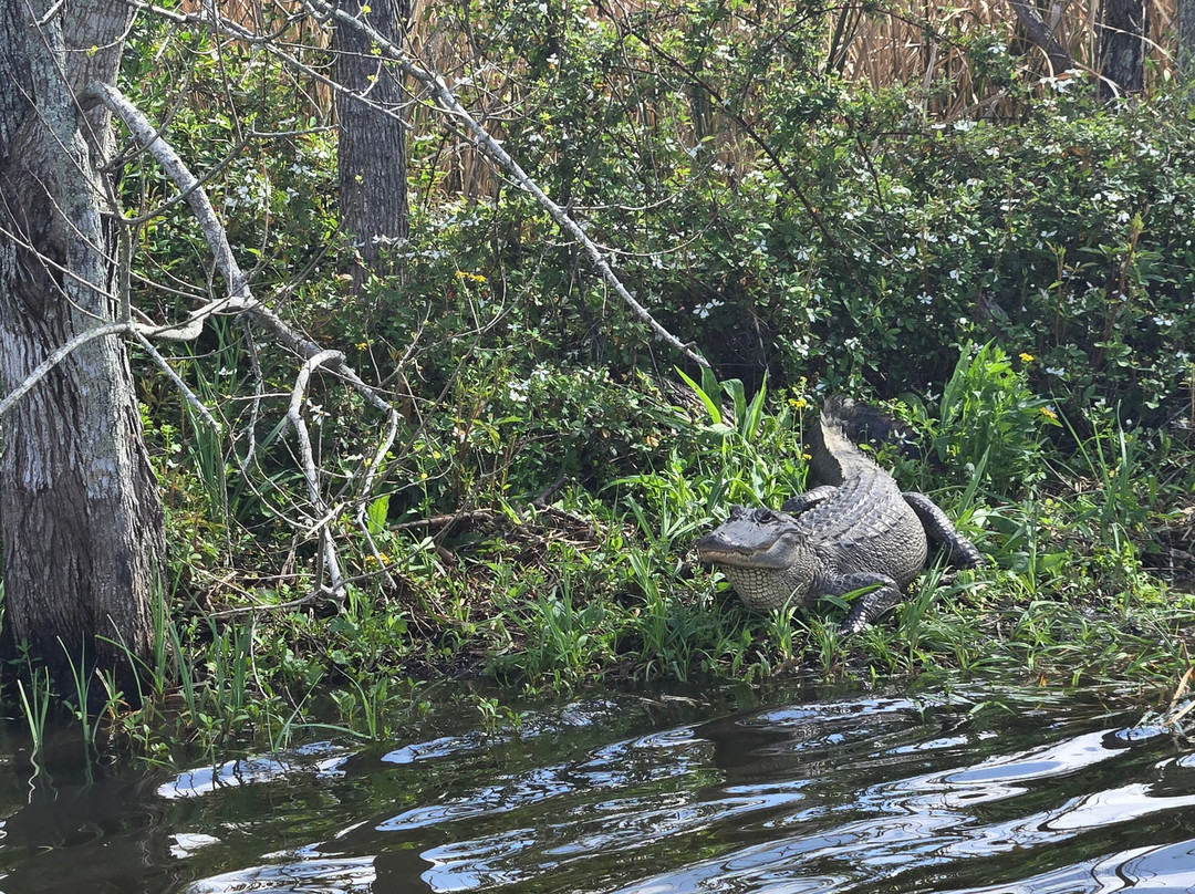 Ragin Cajun Airboat Tours-新奥尔良必去景点