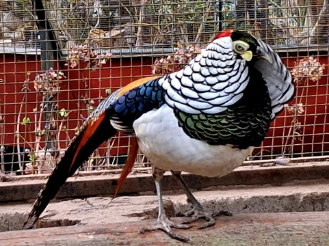 Sidkeong Tuluk Bird Park