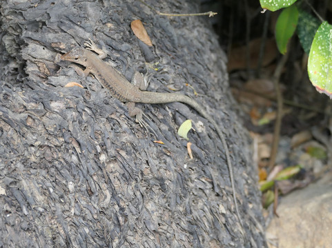 J.R. O'Neal Botanical Gardens-Road Town必去景点