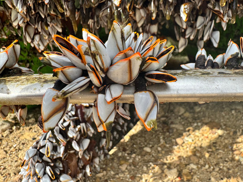 Malta Nature Tours-Zebbug必去景点