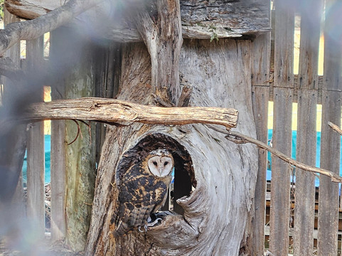 Raptor Refuge-Kettering必去景点