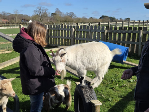Little Goats At Brockenhurst-Brockenhurst必去景点